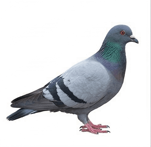 Pigeons