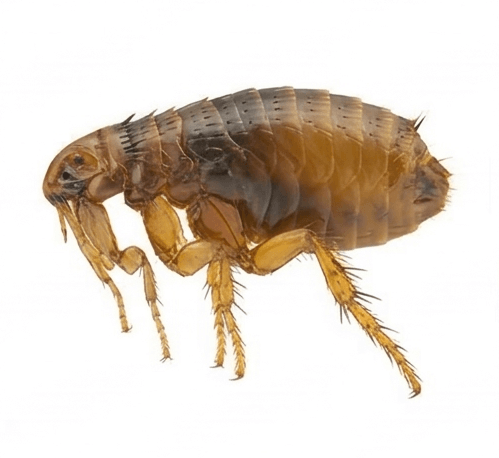 Fleas