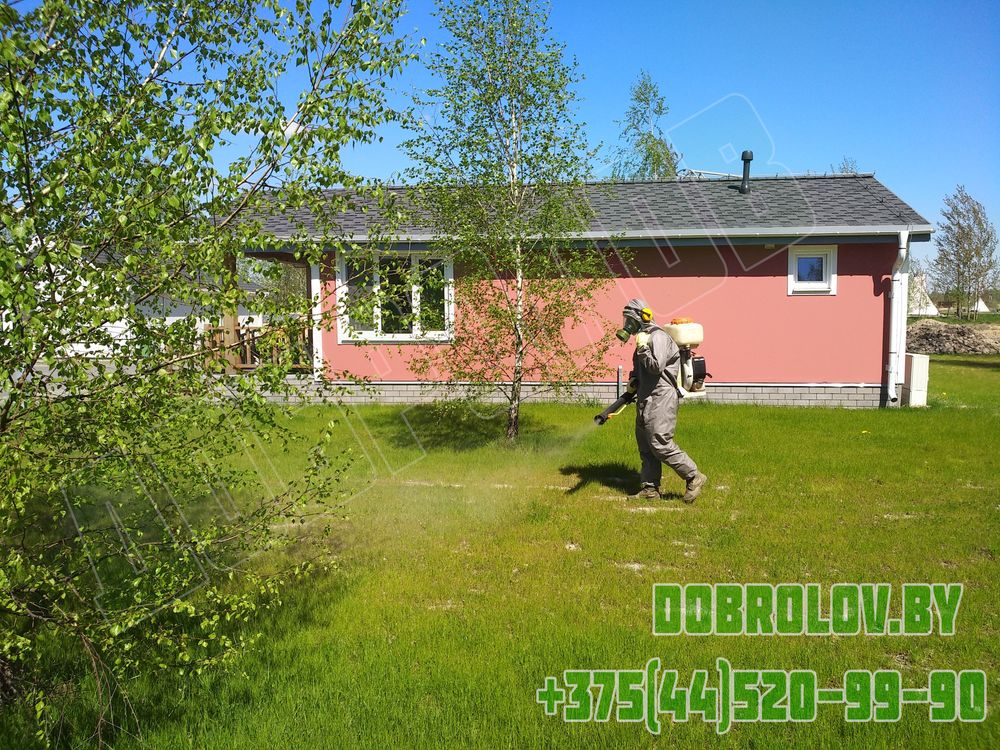 Уничтожение кротов на дачном участке: эффективные методы борьбы