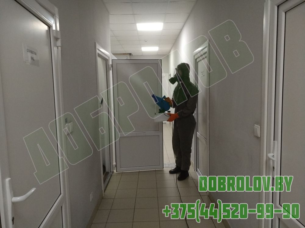 Where Do Cockroaches Come From in a Clean Apartment?