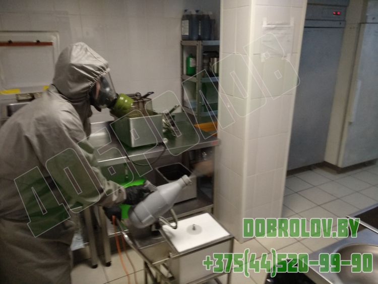 How to Get Rid of Cockroaches in Your Apartment: Effective Methods