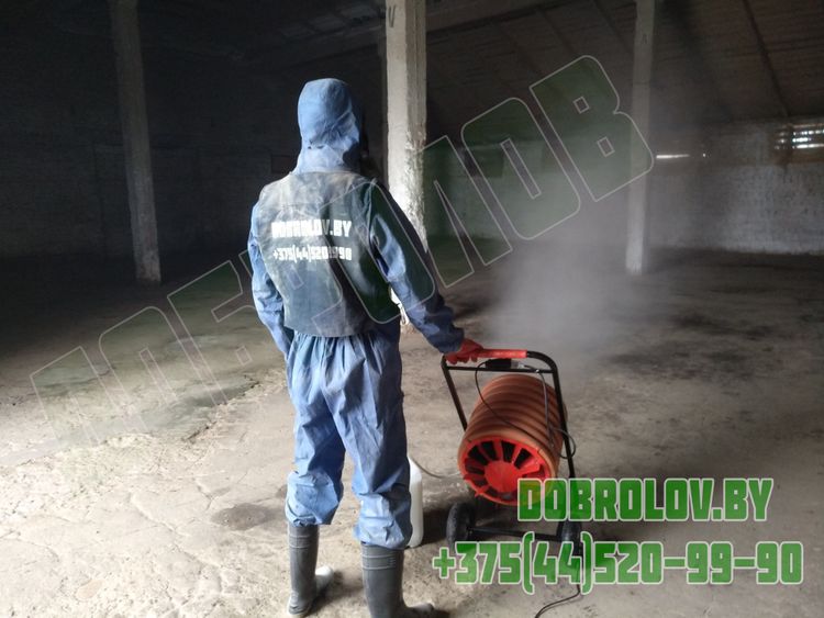 Амбарный долгоносик — вредитель хлебных запасов