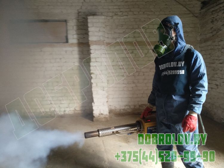 Рисовый долгоносик — вредитель зерновых