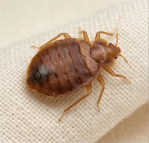 Bed bugs