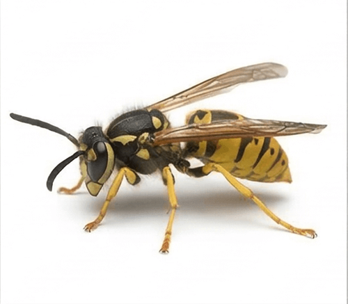 Wasps